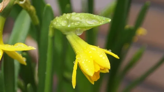 Narcis,花盆,弯曲,雨滴,雨 Narcis,花盆,弯曲,雨滴,雨