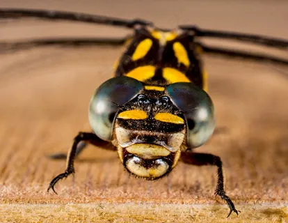 蜻蜓，昆虫，动物，关闭，翼，几丁质