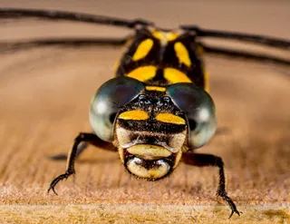 蜻蜓，昆虫，动物，关闭，翼，几丁质