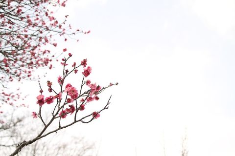 日本和平公园，三月，梅花