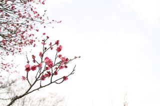 日本和平公园，三月，梅花