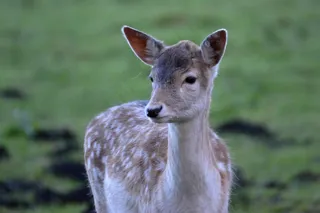 小鹿，Ro，基茨，森林，野，动物