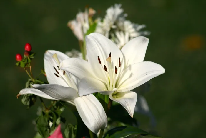 鲜花，百合，白，花的，开花，花瓣，自然