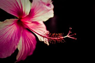 花，粉红色，自然，花的，春天，开花，花瓣