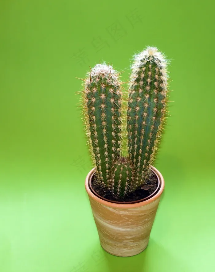 仙人掌，植物，植物架，绿色，刺，带动