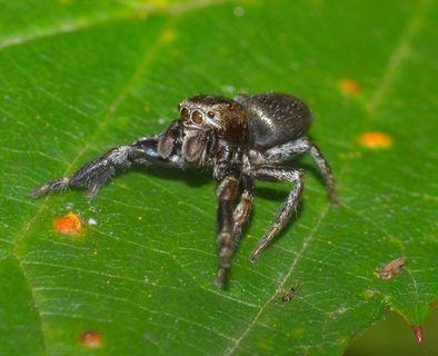 大自然，昆虫，蜘蛛，捕食者，宏