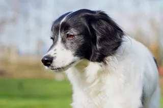 狗，头，肖像，野生动物摄影，宠物，自然
