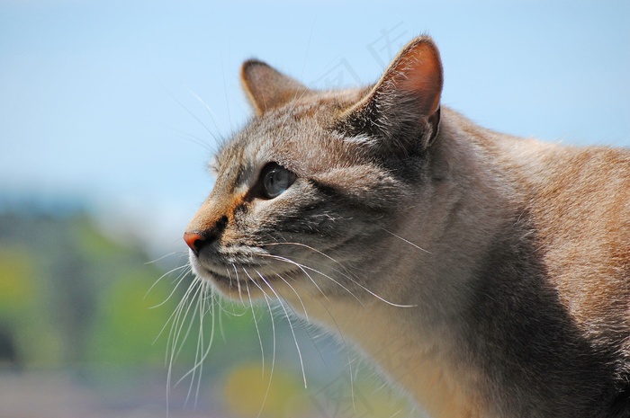 猫，虎斑猫，外形，猫科动物，宠物，动物，户外