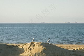 海洋,湖泊,海鸥,江鸥,白鹭,两只海鸥