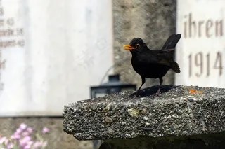 黑鸟，Turdus Merula，真，鸟，黑色，节气门