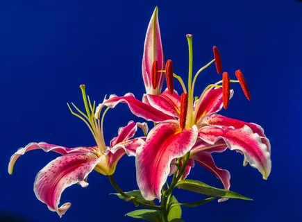 百合,开花,花,红色,盛开 百合,开花,花,红色,盛开