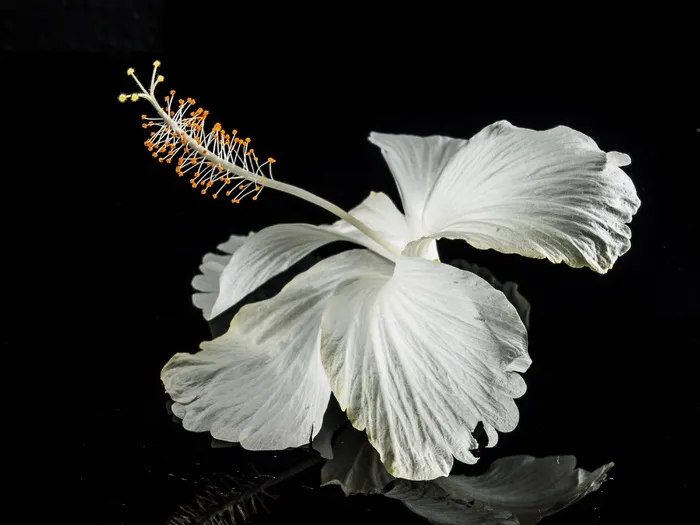 芙蓉花，开花，花，白，棉花糖
