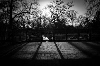 现代建筑,树,街道,天空,园林景观,黑色和白色的阳光树木阴影