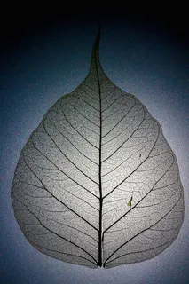 叶，叶结构，叶脉，图案，树枝