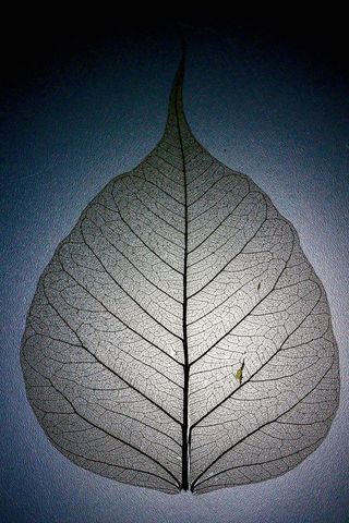 叶，叶结构，叶脉，图案，树枝