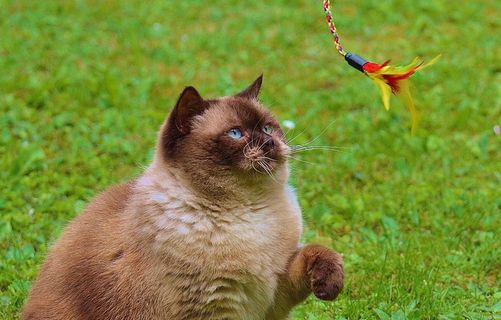 猫，英国短毛猫，戏剧，米氏，纯种，亲爱的