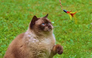 猫，英国短毛猫，戏剧，米氏，纯种，亲爱的