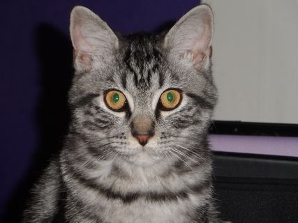 动物，猫，家庭