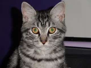 动物，猫，家庭