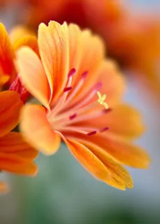 Lewisia,苦莓,开花,橙色,明亮 Lewisia,苦莓,开花,橙色,明亮