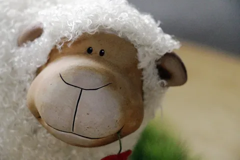 羊，羊毛，动物，滑稽，毛皮，友善，柔软