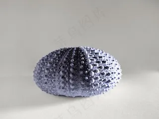 海，海胆，棘皮动物，贝壳，紫色