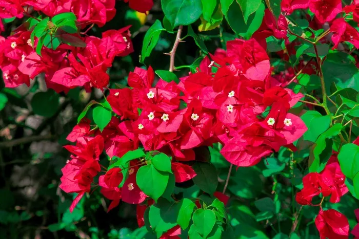 房子，树，性质，景观，树木，绿色，哥斯达黎加