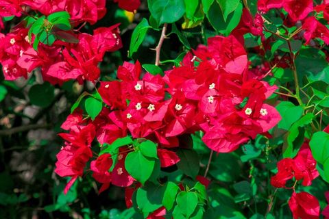 房子，树，性质，景观，树木，绿色，哥斯达黎加