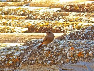 罗宾，屋顶，得克萨斯州