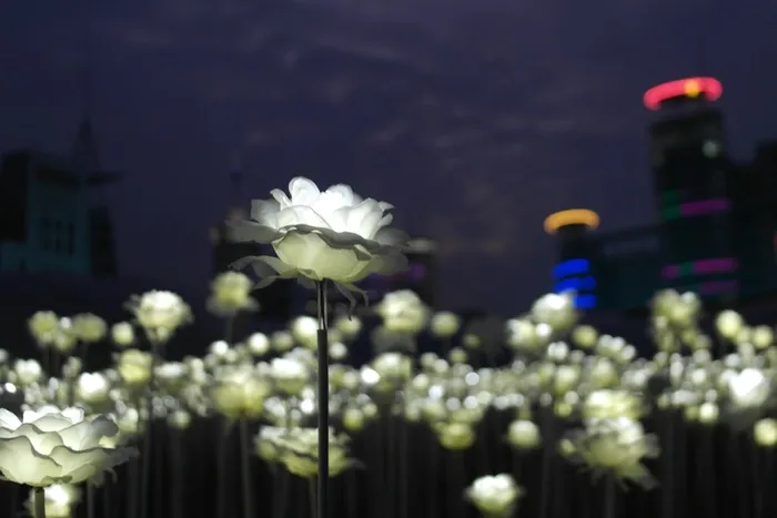 玫瑰，人工，鲜花，夜空