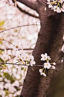 樱花,鲜花,春天,科,粉红色 樱花,鲜花,春天,科,粉红色