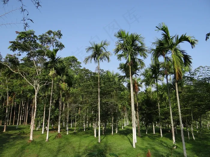 槟榔，人工林，Kodagu，印度，树，有机