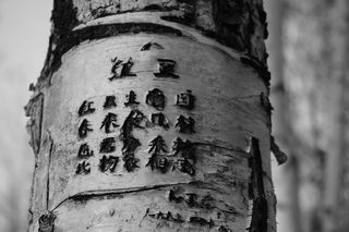 树，刻，诗歌，树干，单词