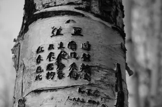 树，刻，诗歌，树干，单词