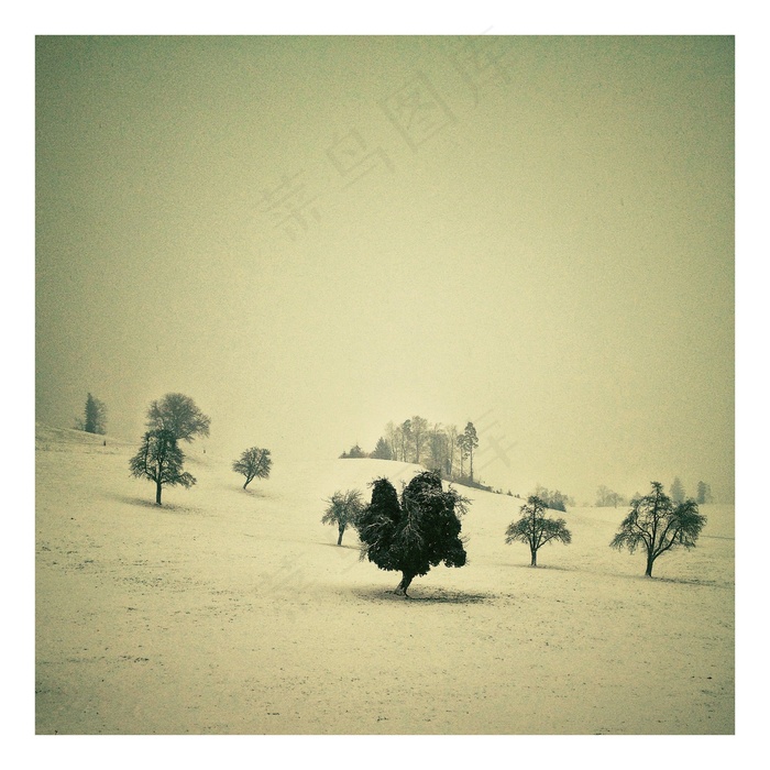 树，大自然，天空，瑞士