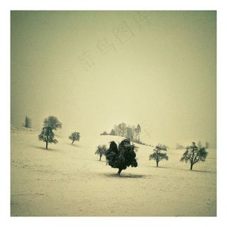 树，大自然，天空，瑞士