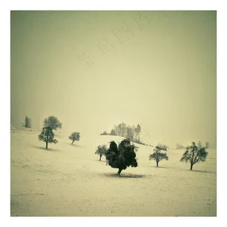 树，大自然，天空，瑞士