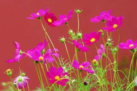 科斯米亚，开花，厂