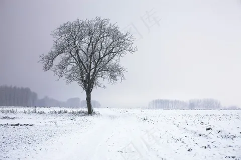 冰雪,树,树挂,街道,钢笔画,冬季景观树 冰雪,树,树挂,街道,钢笔画,冬季景观树