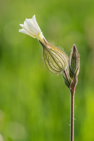 花，自然，夏天，生活，宏，白色，太阳，光