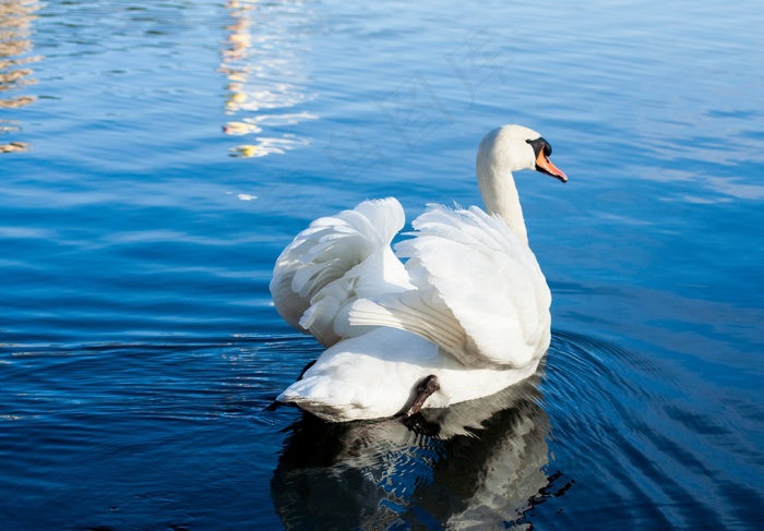 天鹅，鸟，水，池塘，游泳，美丽，白