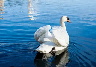 天鹅，鸟，水，池塘，游泳，美丽，白