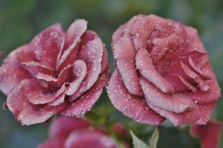 玫瑰，花，花的，开花，自然，夏天，花束