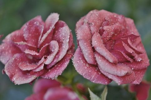 玫瑰,花,花的,开花,自然,夏天,花束 玫瑰,花,花的,开花,自然,夏天,花束