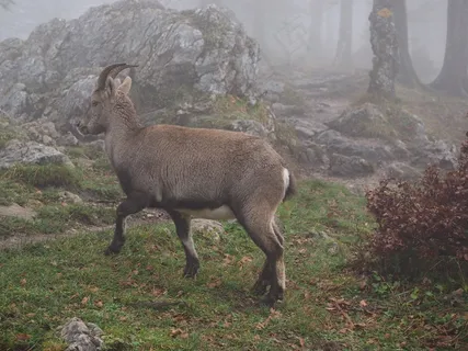 高山山羊，摩ri座，动物，雾，有雾，卡普拉山羊