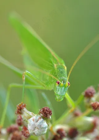 科尼克，蚱hopper，昆虫，宏