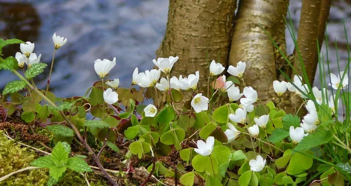 木海葵，海葵，春天，花，开花，盛开