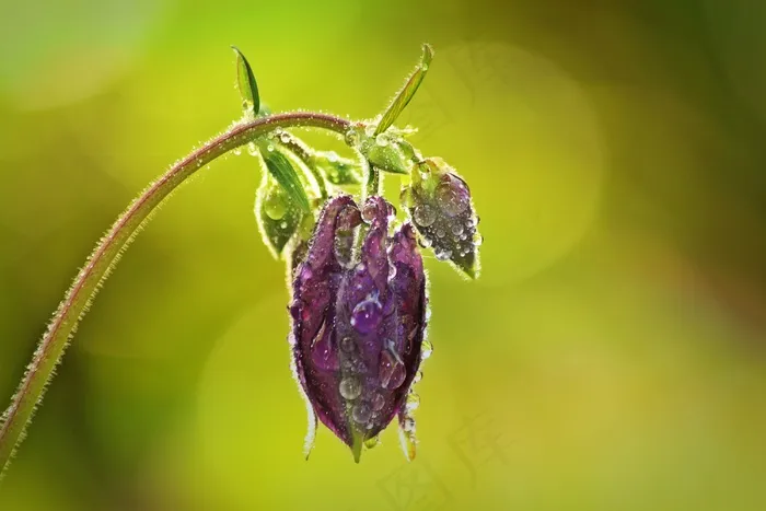 哥伦拜恩，开花，开花，花，Hahnenfußgewächs