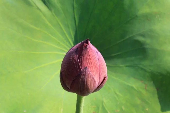 莲花芽，莲花，芽，花，开花，盛开，盛开