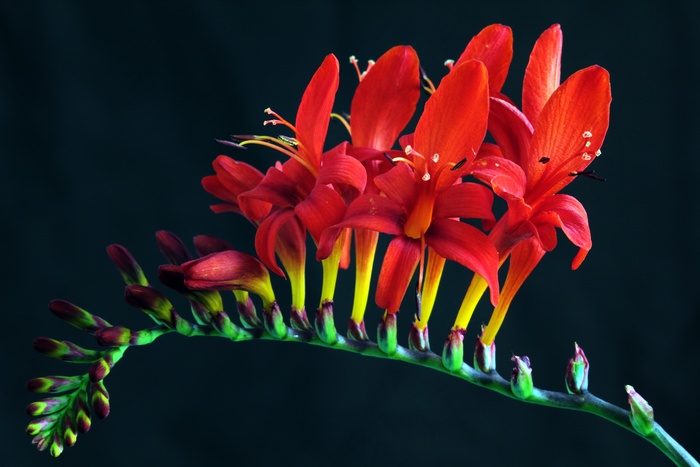 Crocosmia，路西法，Cracosia Masoniorum，Montbretia